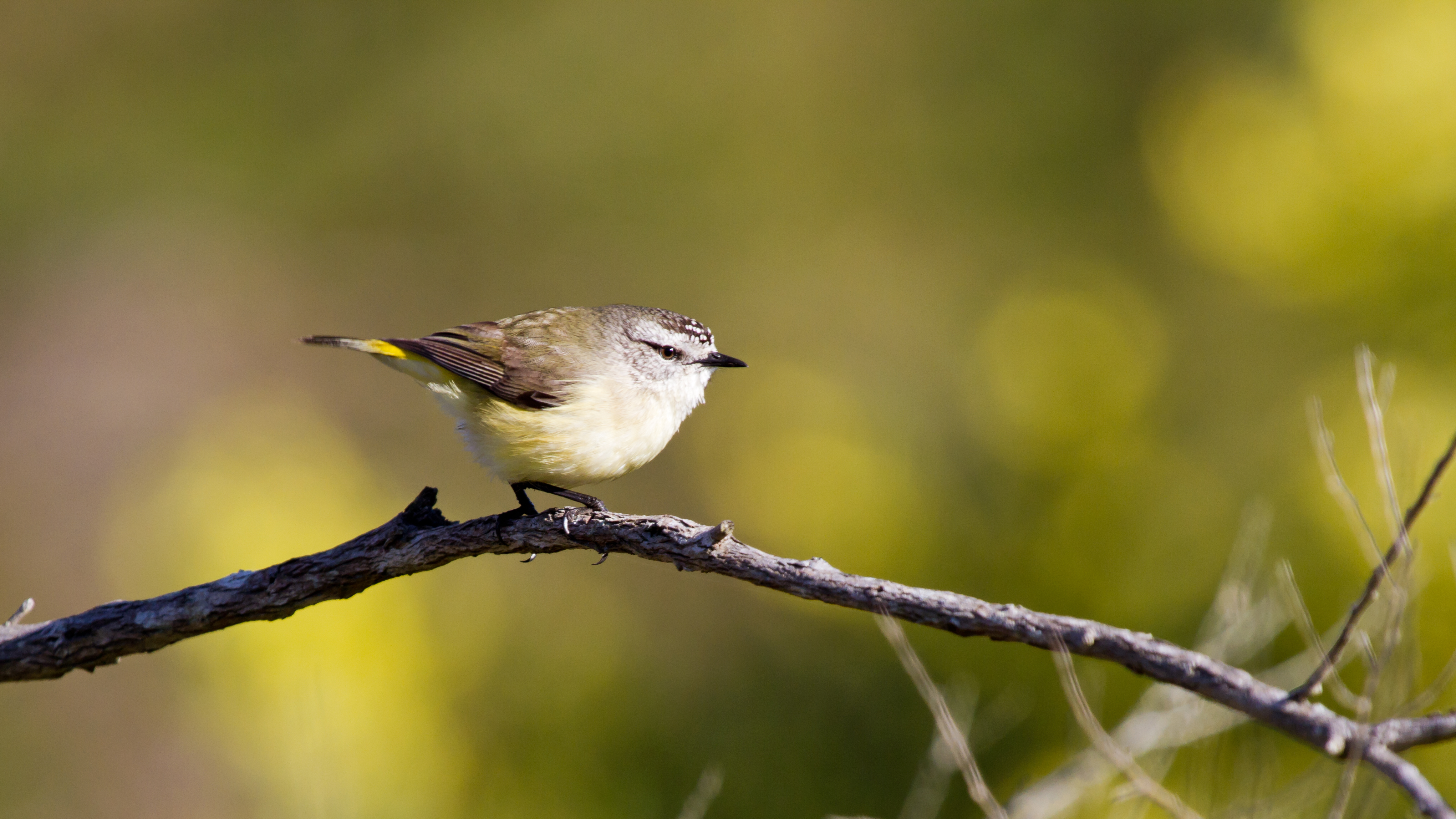 Yellow_Rumped_Thornbill_Christina_Port.jpg Yellow_Rumped_Thornbill_Christina_Port.jpg