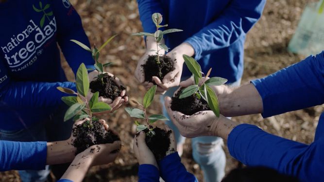 childrens' hands holding small saplings with dirt ready for planting childrens' hands holding small saplings with dirt ready for planting