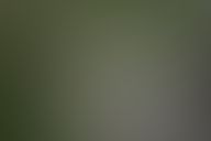 bird yawning