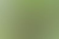 bird on a branch