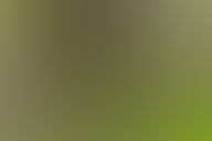 bird on a branch with mouth open