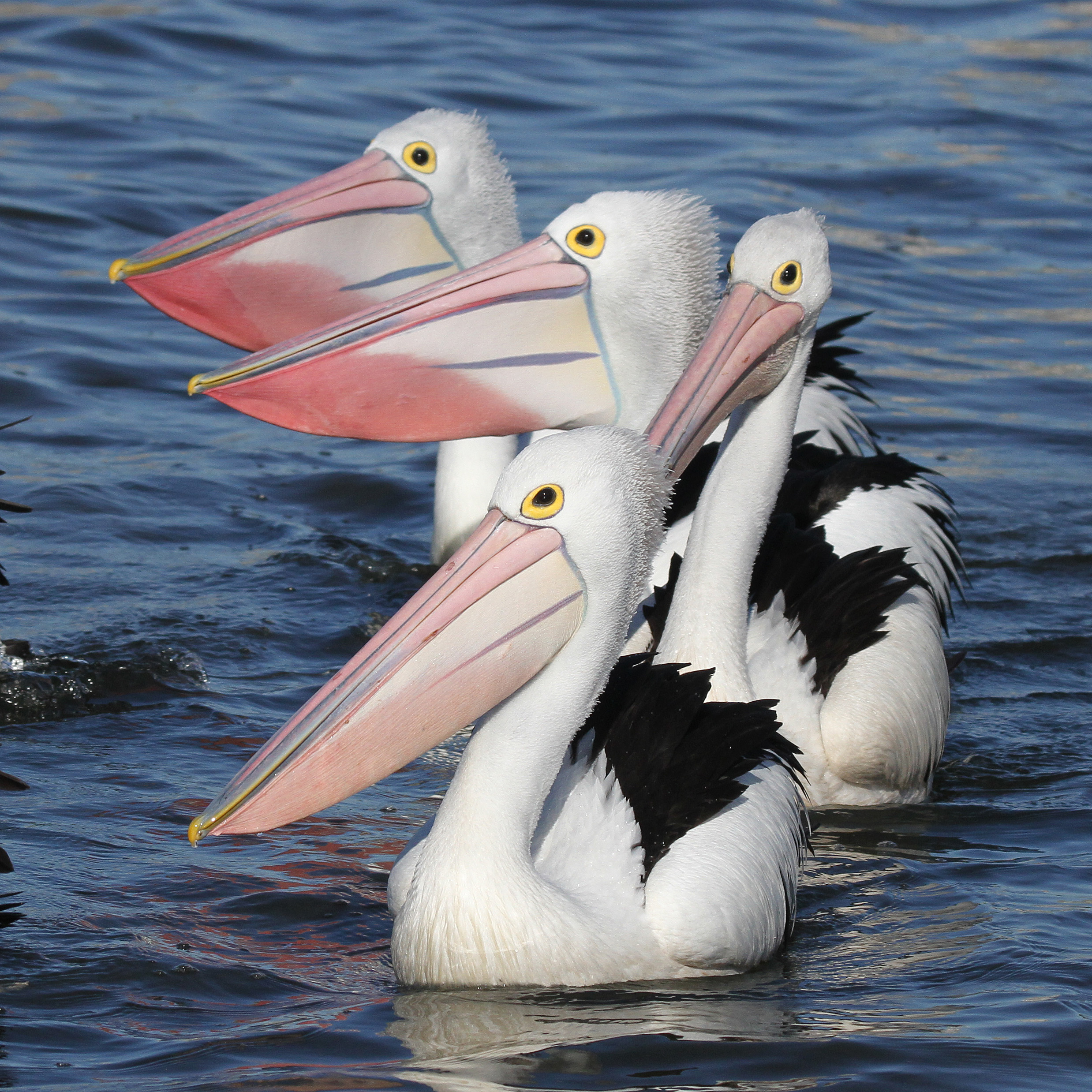 Entreprenør jævnt vidne Australian Pelican | Central Coast Council