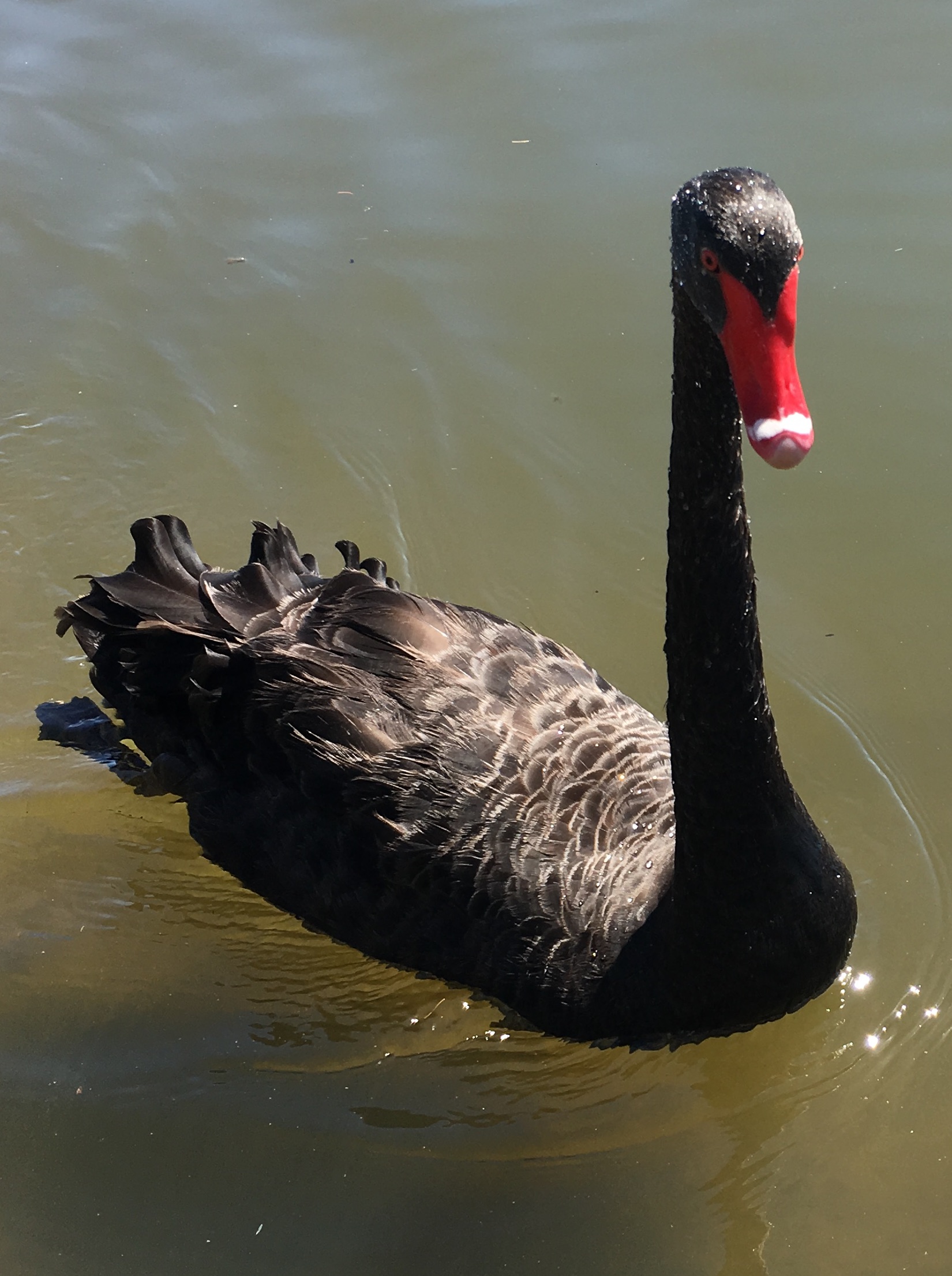 Black_Swan.JPG