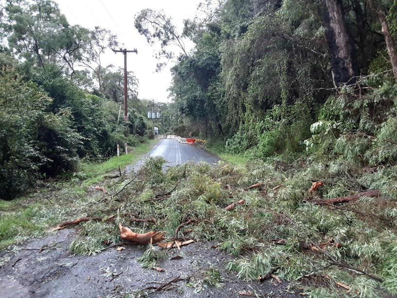Fallen trees over road in storm 