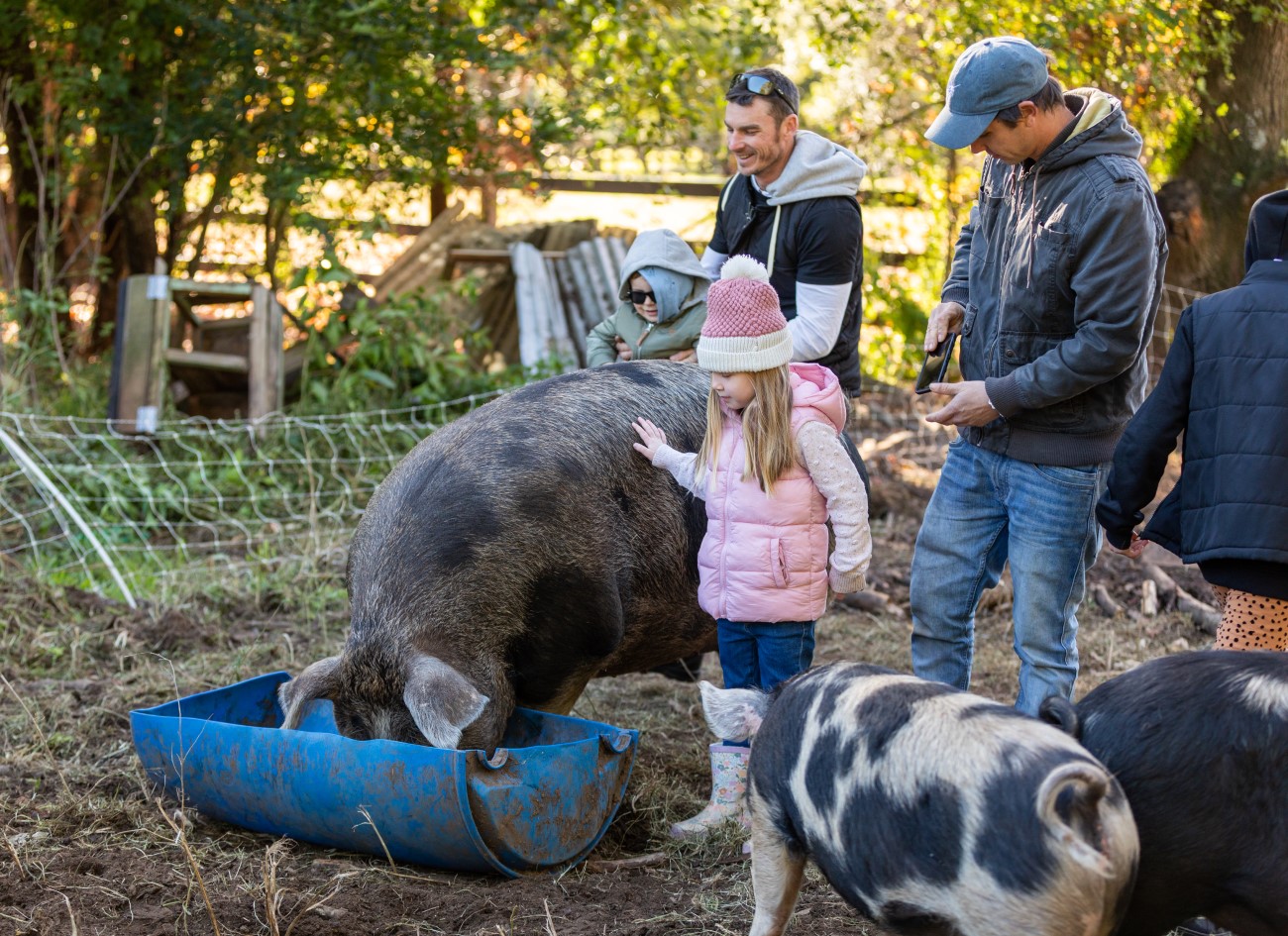 kids patting pigs on farm