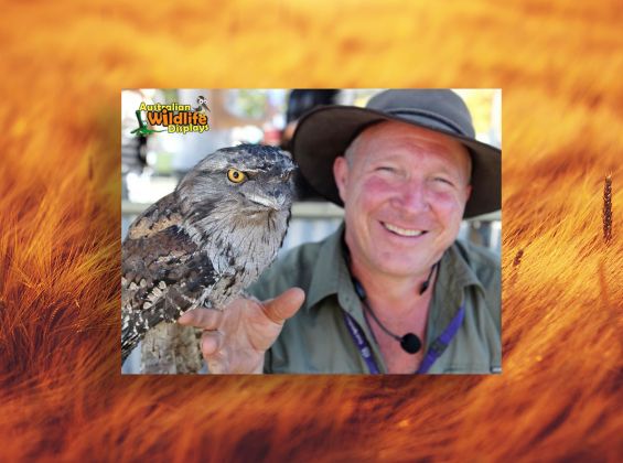 Wildlife presenter with Tawney Owl