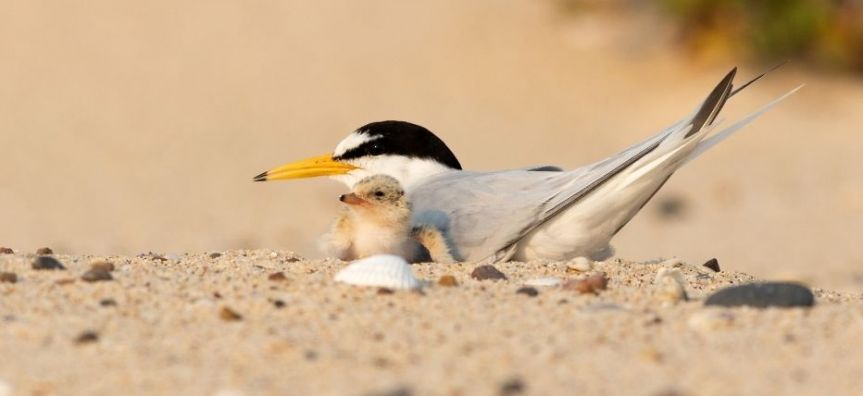 Little Tern image