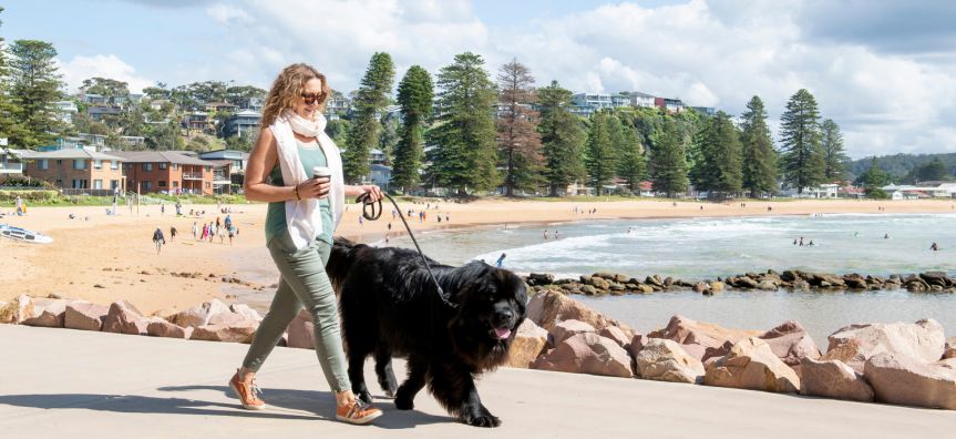 A lady holding a coffee, walking her big black dog next to the beach