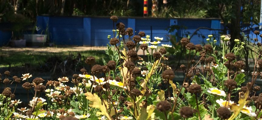 San Remo Neighbourhood Centre Sunny Seed Community Garden Central Coast Council