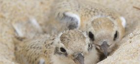 A pair of Little Tern chicks nested in the sand