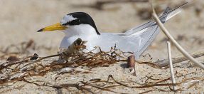 Littel Tern, endangered, protected species, North Entrance nesting site