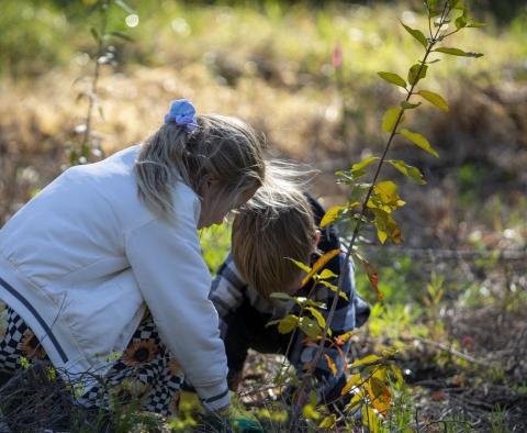 Children planting trees Children planting trees